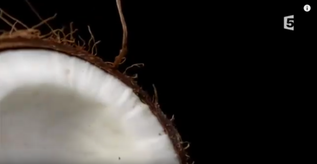 noix de coco le fruit du paradis, documentaire france 5, sans GLO, sante danger, intolerance, allergie, gluten lait oeufs, ma vie au naturel